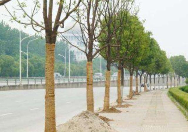 白蜡树怎样种植成活率高,白蜡树的全冠和半冠区别