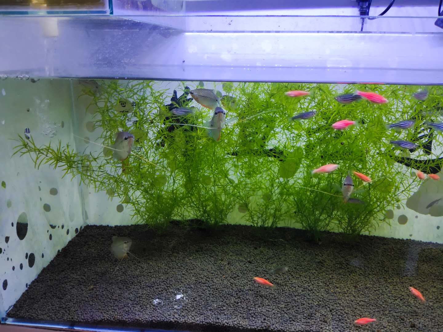 鱼缸里有气泡到底好不好,鱼缸里气泡多正常吗