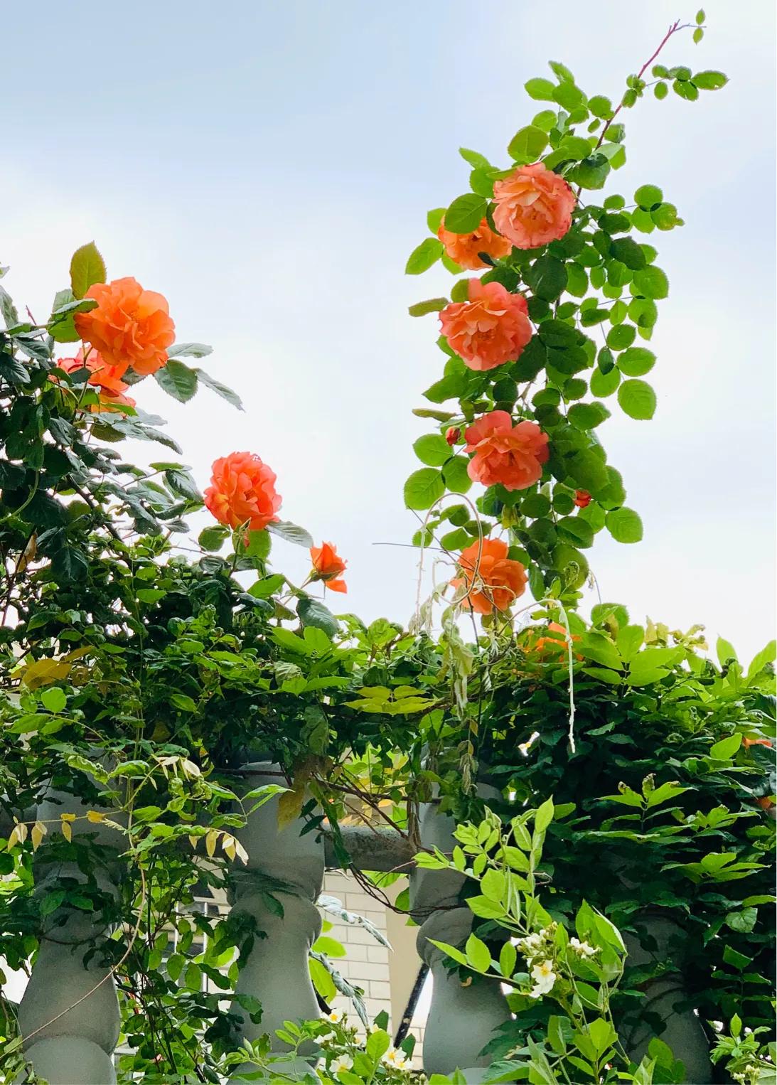 七律谷雨时节,七律谷雨时节平水韵