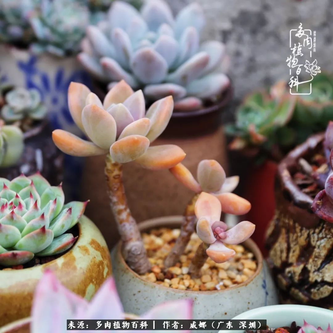 笼子里的多肉,露养的多肉和室内的多肉区别