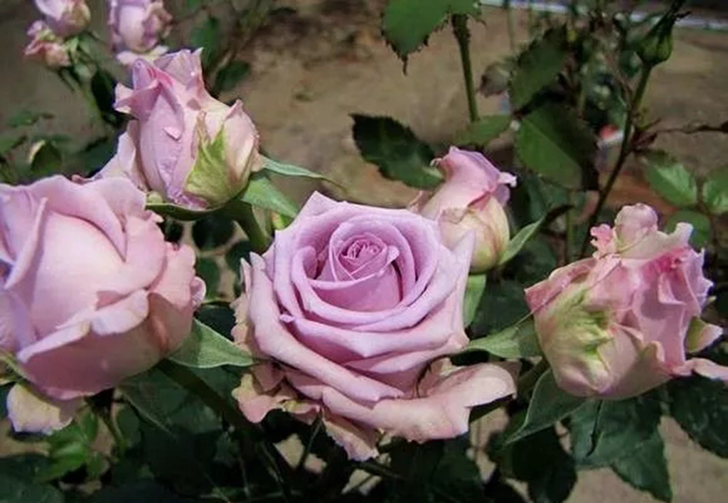 100种月季品种大全集,适合地栽的蓝紫色月季有哪些