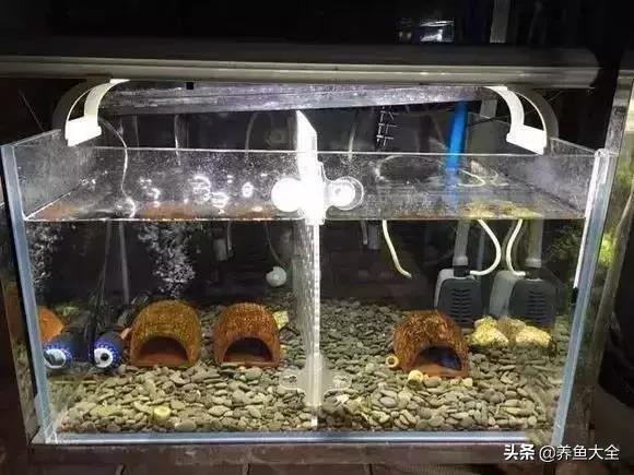 养鱼大神都养什么鱼,鱼缸养鱼都有哪些鱼