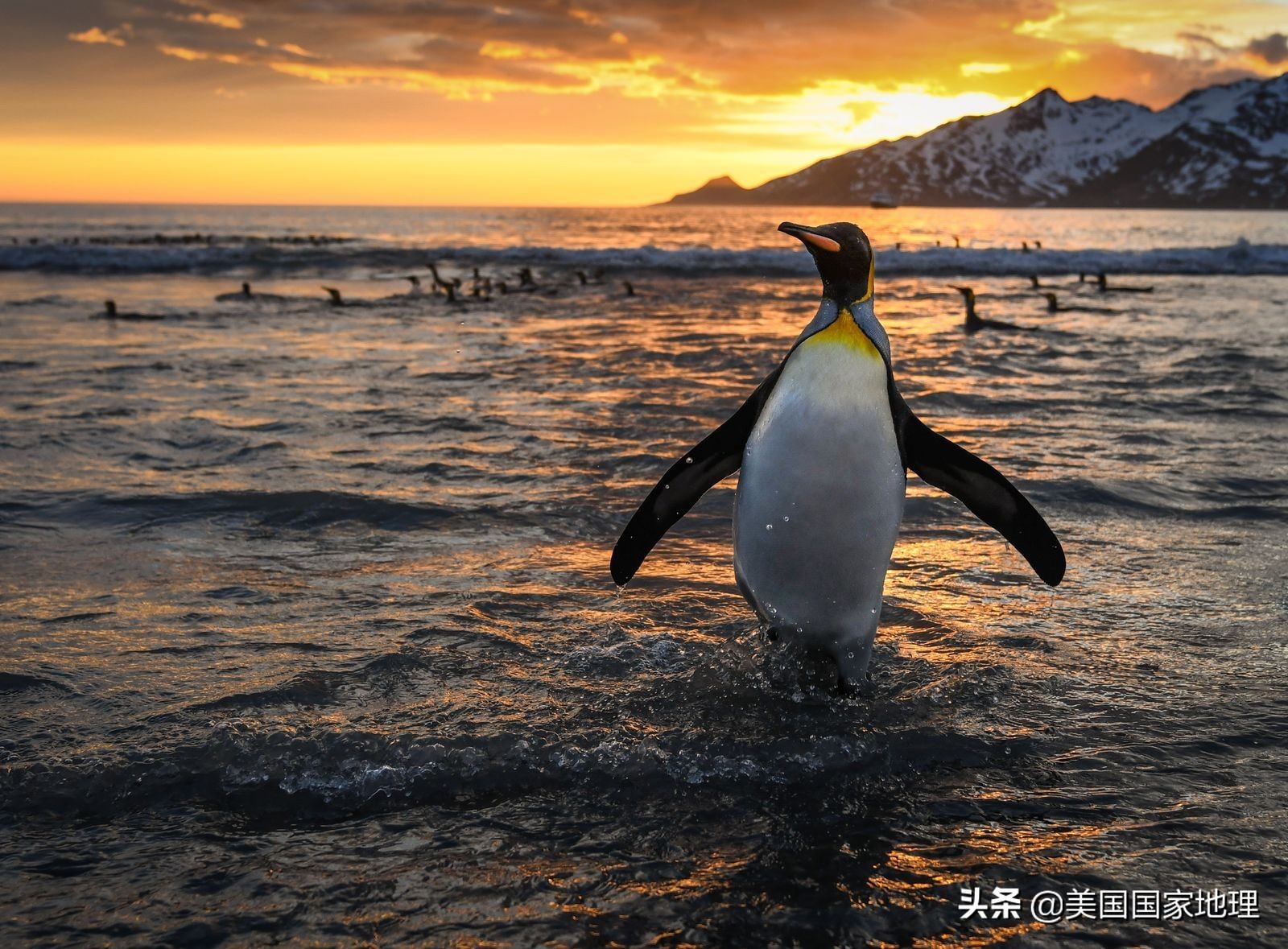 你见过的海豹都这么逗吗？！