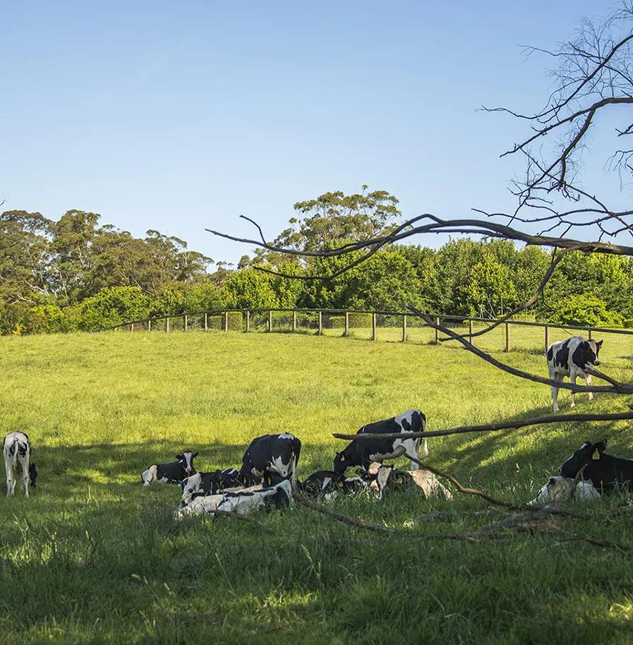 「嚼的到的鲜奶」澳洲SingleEstatedairy鲜奶，来自同一个牧场