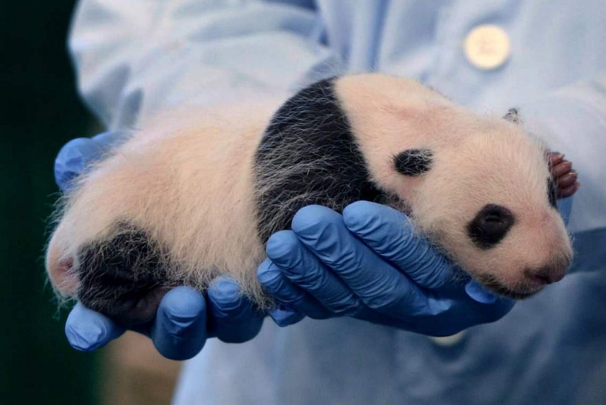 为什么全世界都喜欢大熊猫,世界各地的人们都喜爱大熊猫英语