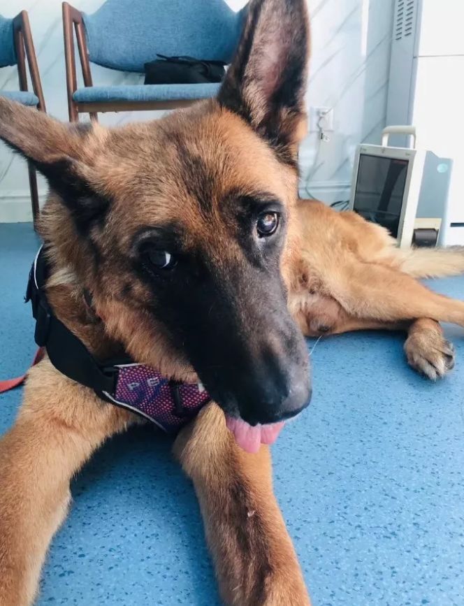 汶川地震狗救了32条人命,汶川地震狗狗救人21人