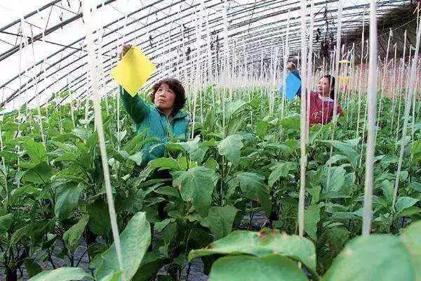 五种常见的杀虫剂介绍视频讲解,杀虫剂科学使用指南第2版