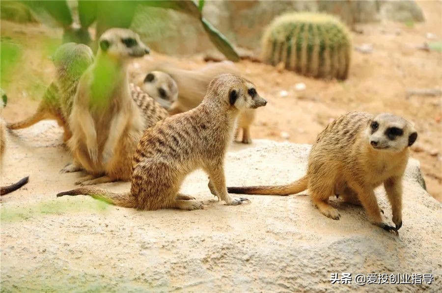 贝窝：与你“童”行丨来长隆，一起撒欢，一起找回儿时欢乐