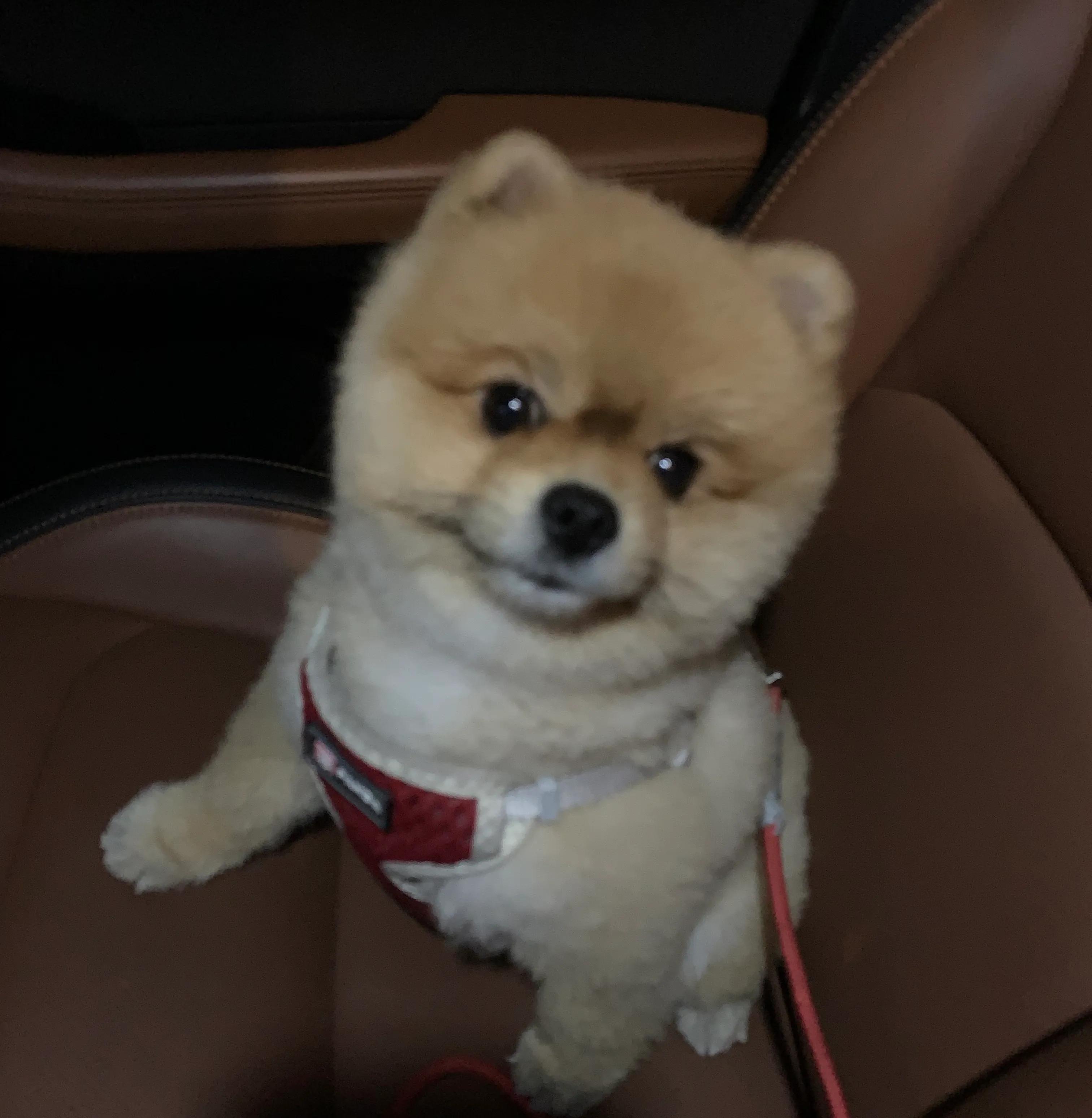 天下第一帅,天下第一帅英语