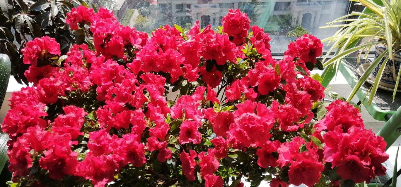 什么绿植吸甲醛效果最好又快,绿植甲醛吸收排行榜