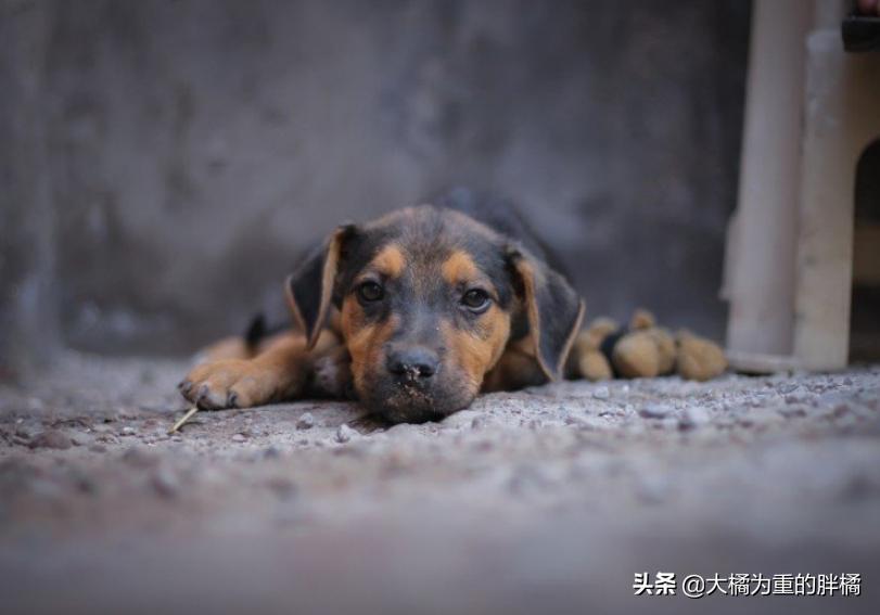 狗狗挖洞待产，分娩后遇到洞穴塌了，9只小狗先被救出