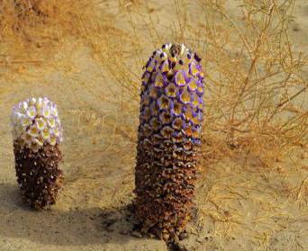 肉苁蓉是啥东西,肉苁蓉怎么服用