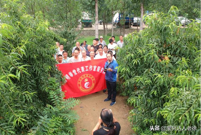 种植桃树的间距是很有讲究的,科学合理的种植模式