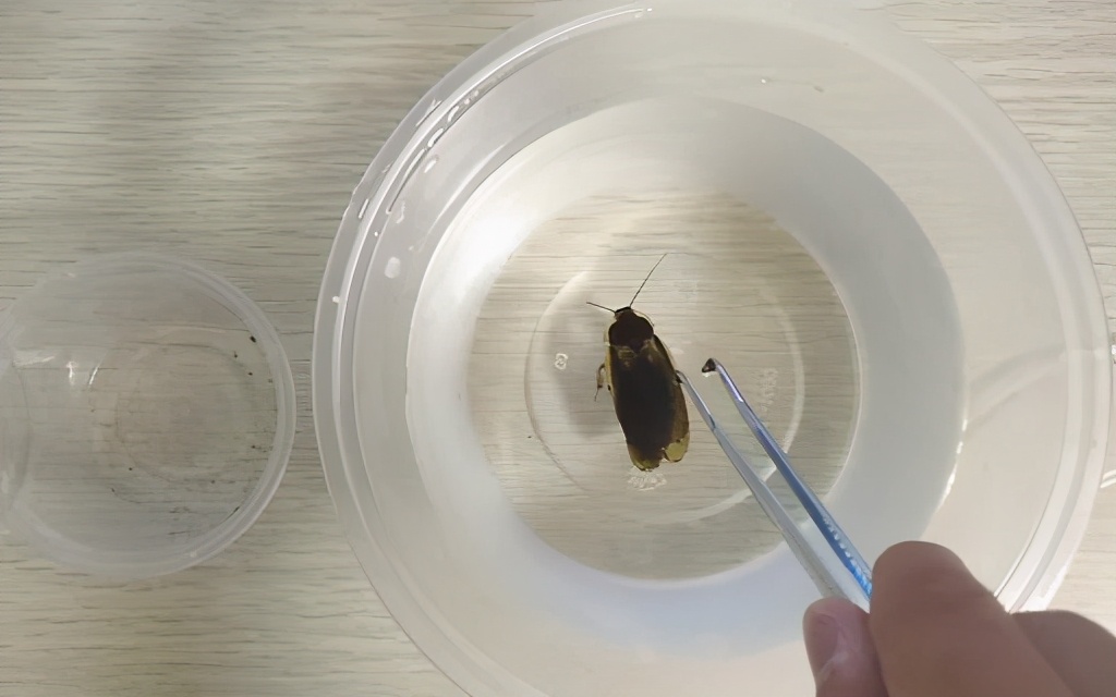 为什么打不死的蟑螂叫小强,你知道为什么蟑螂那么难以消灭吗