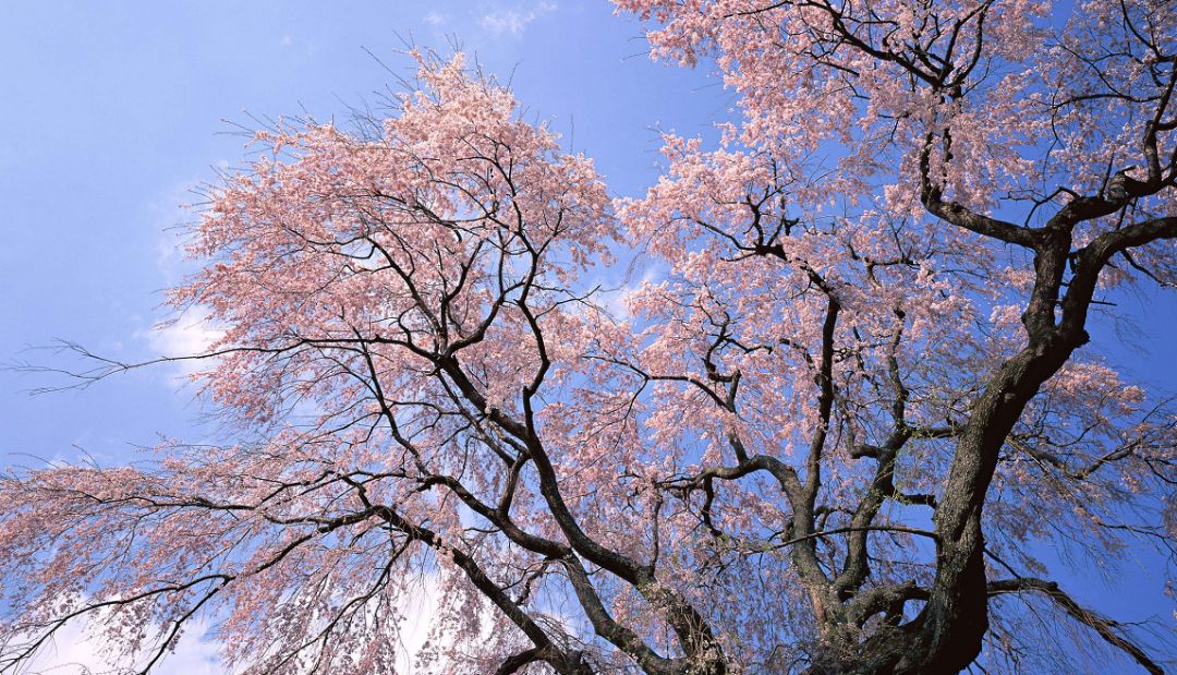 几月赏樱花最好,最美赏樱攻略大全