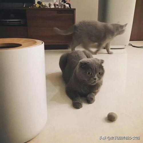 辟谣猫咪,猫咪吐毛球的学术说法