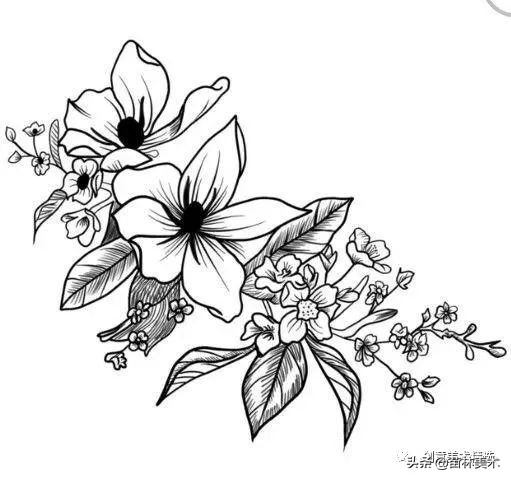 工笔花卉线稿和色稿,花卉白描线稿