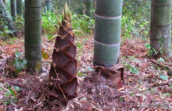 竹笋诗词精选三十一首,山中竹笋诗词