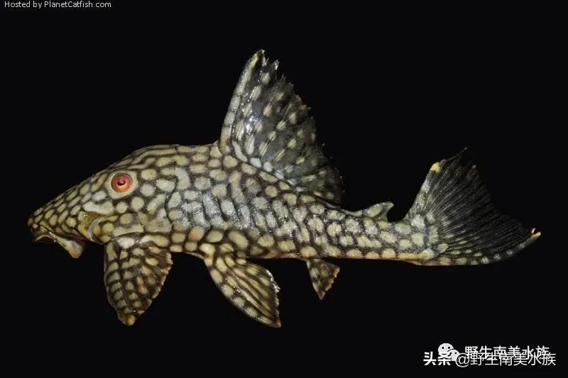 每天认识一种南美鱼,每天认识一种鱼类