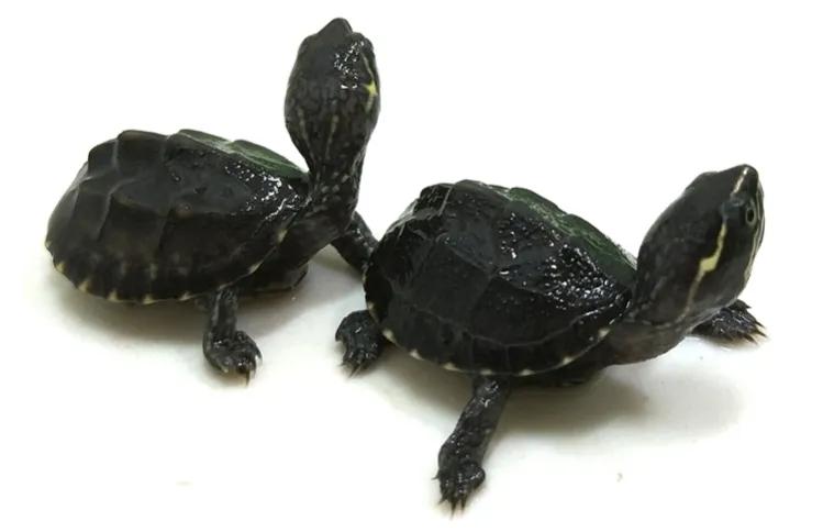 头盔龟和巨头龟怎么选,西非龟和沼泽龟哪个好养好看