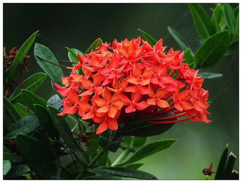 100种常见观叶植物图鉴史上最全,农村常见的100种植物