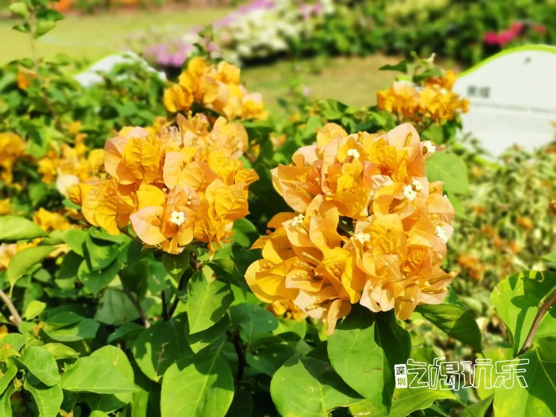 深圳最美簕杜鹃谷公园花海,宝安区花海赏花景点