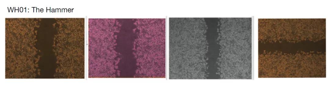 论文图片作假,论文撤稿是真的假的