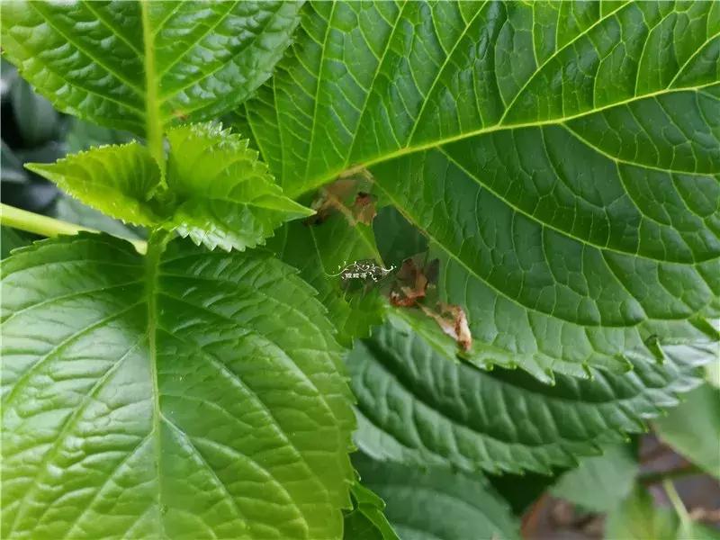 天竺葵的养护视频,垂吊天竺葵的养护