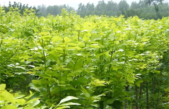 白蜡树的栽培方法及注意事项,速生白蜡树栽培风水