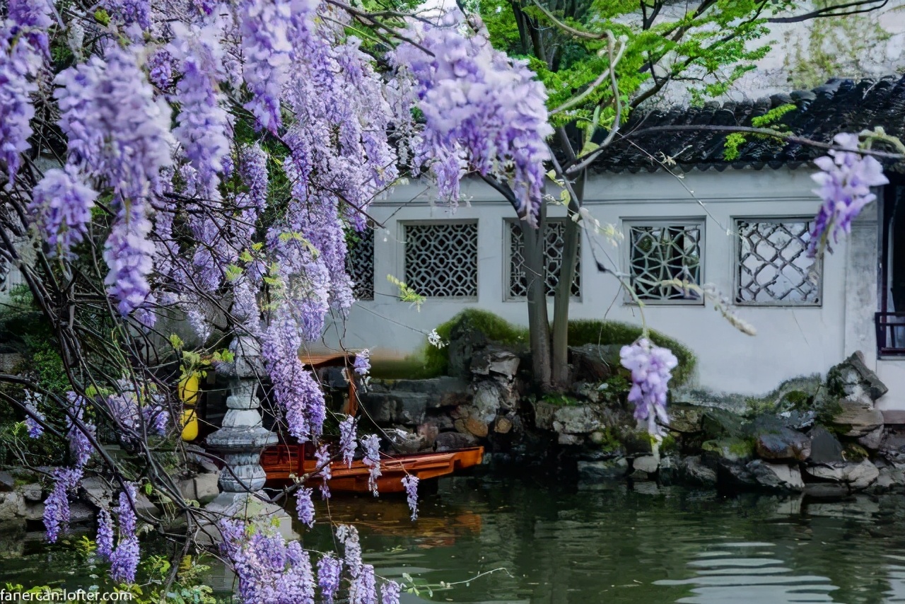 四月的春风西安,四月春风里的樱花