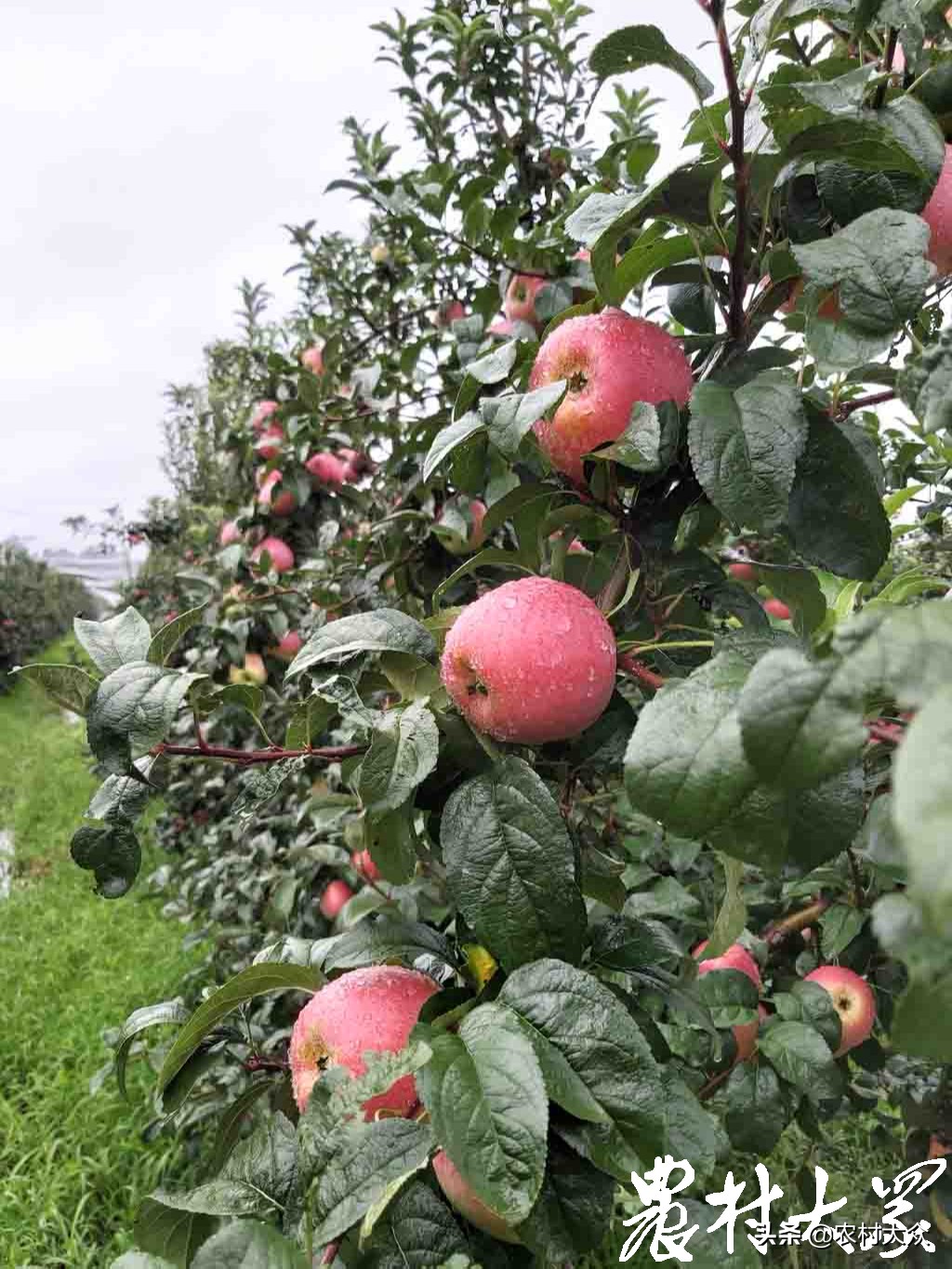 苹果新品种鲁丽,花10000买苹果最新款有必要吗