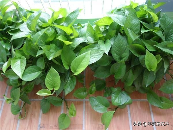 鐜嬪ぇ濡堝吇缁胯悵缁忛獙,鍚村ぇ濡堝吇缁胯悵鏂规硶