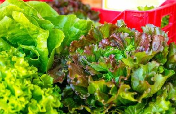 坚持吃一个月蔬菜沙拉会瘦多少斤,吃蔬菜沙拉能瘦下来吗