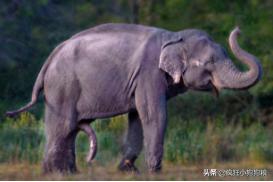 这些猫狗的照片,我也就看了10000多遍!