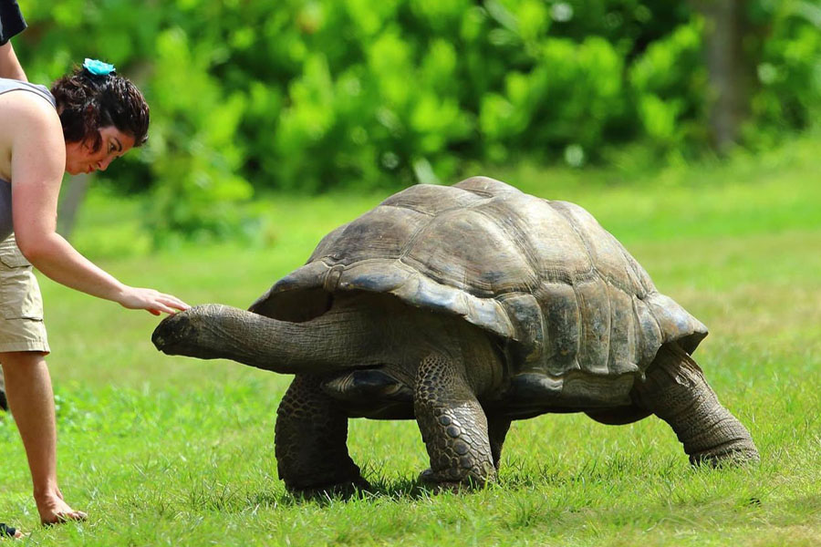 陆龟需要水养么,陆龟需要泡澡吗