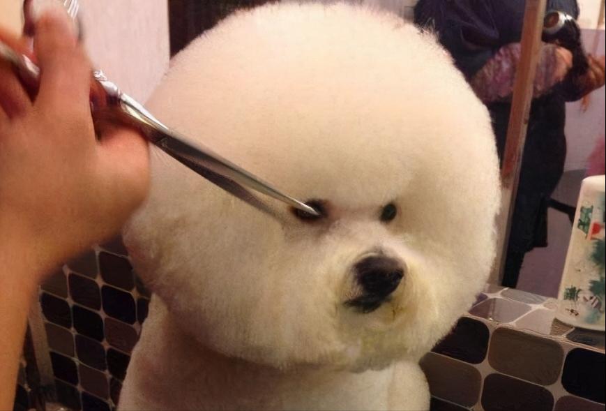 比熊犬泪痕可以治好吗,比熊犬泪痕的产生原因及处理方法