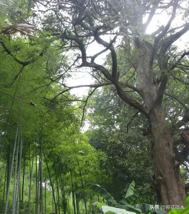 香榧、榧树的区别辨识与市场现状