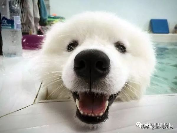 要狗看门？千万别选萨摩耶！这货除了笑不会干别的了