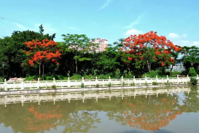 毕业季的凤凰花和栀子花,毕业季凤凰花开的时候