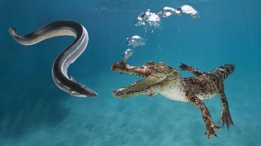 行走的高压线,为什么电鳗可以放电