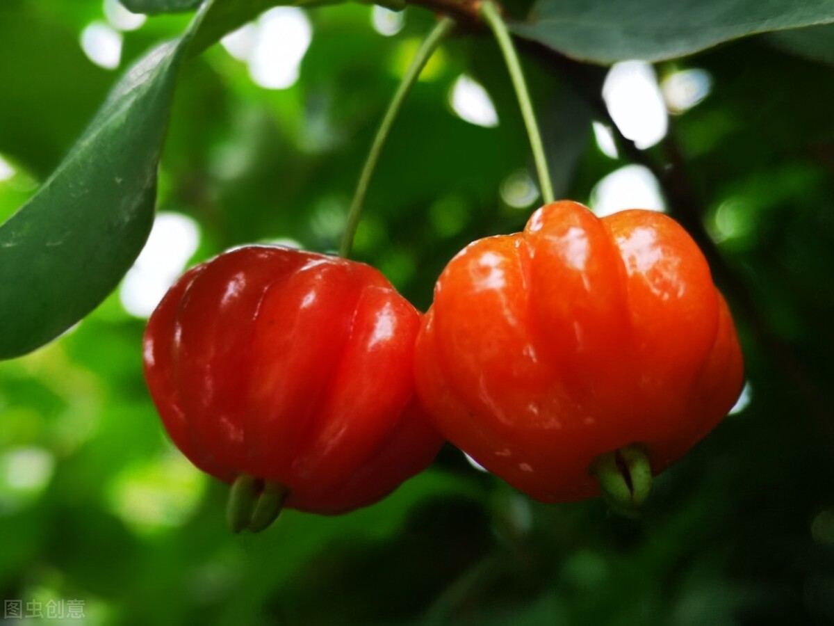 盆栽观果植物有哪些,观果植物具备哪些特征