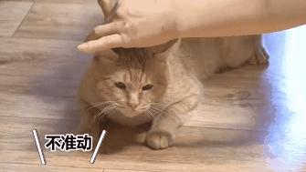 猫咪精力太旺盛还咬人怎么办,猫咪最近脾气暴躁咬人怎么办