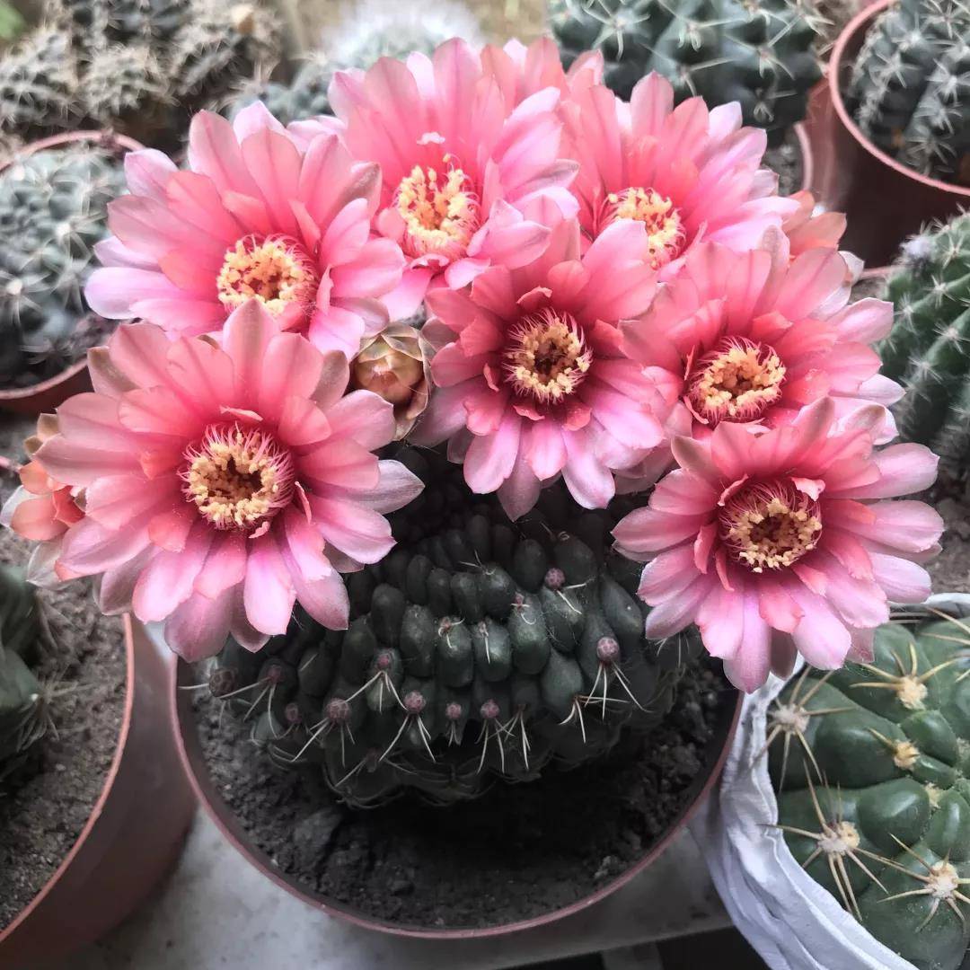 花期300天又很香好养的花适合北方,推荐几款耐寒一年四季开花的花