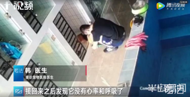 青岛宠物店柯基寄养被打死,狗在宠物店猝死