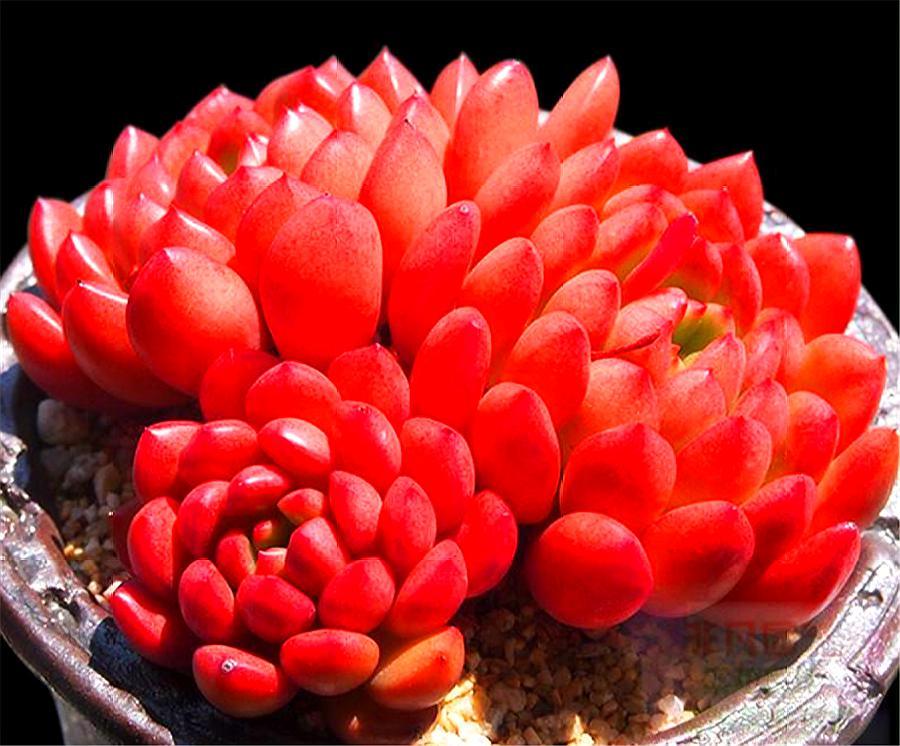 多肉红宝石冬天养殖方法和技巧,多肉红宝石夏天怎么养