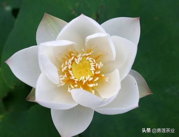 古今贤文劝学篇朗读,古今贤文增广贤文全文解读