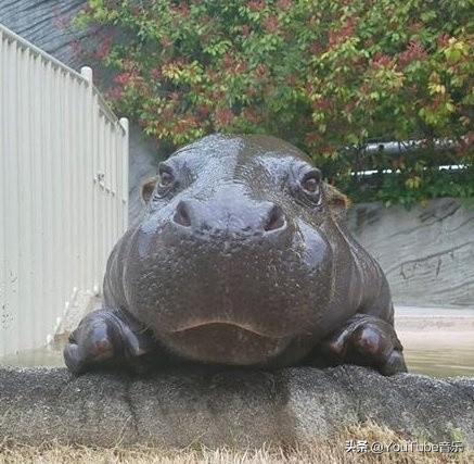 「今日萌图」一旦猫咪能自己打开鱼罐头，人类也就完蛋了