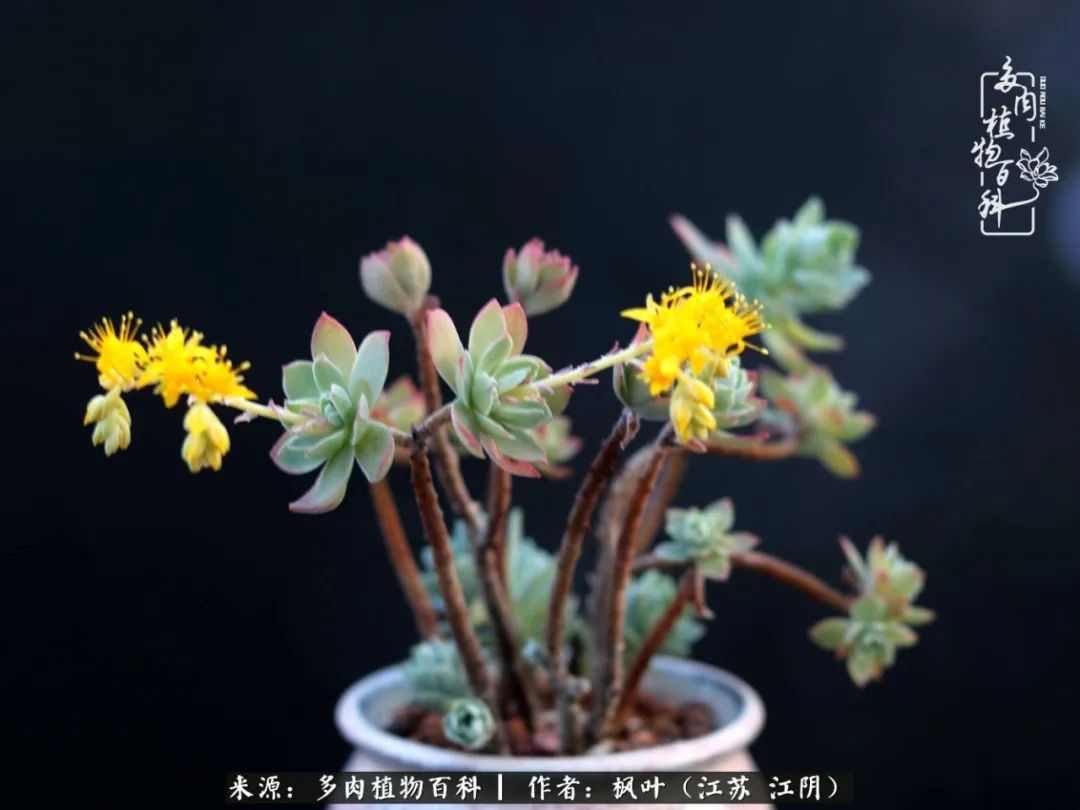 春有约，花不误，多肉与春天有个约会