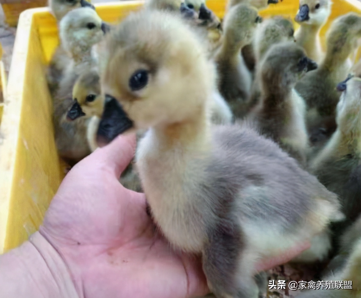 今天鹅价怎么样,今天鹅的市价