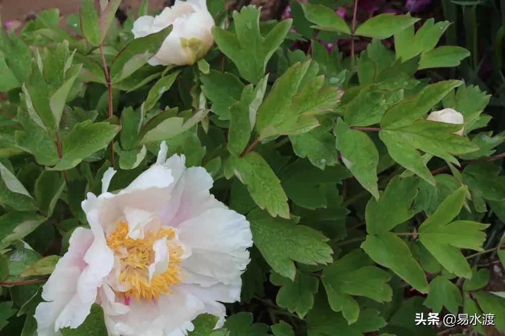 易县狼牙山小火车,河北保定易县火车